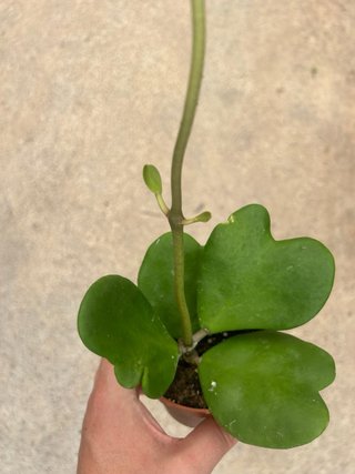 Planta Hoya Kerrii Corazón