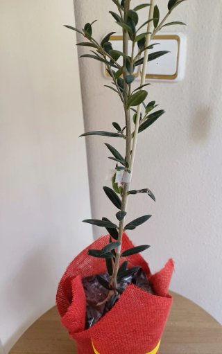 Planta de Olivo Natural Urge