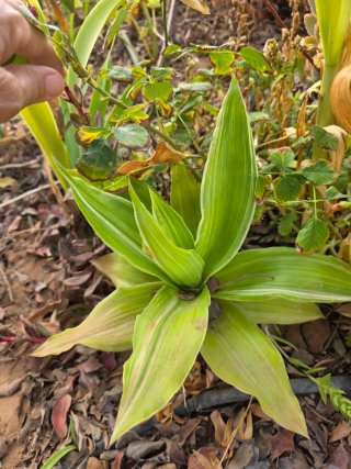 Callisia fragans variegata