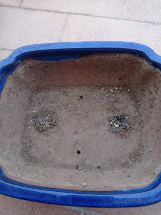 Maceta de cerámica para bonsái