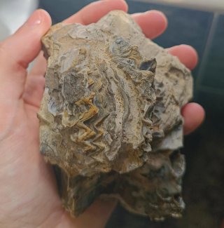 Fosiles Bivalvos