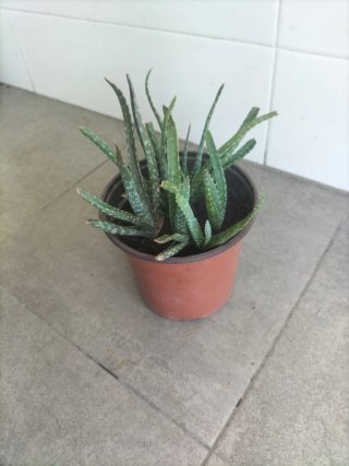 Regalo Maceta Aloe Vera