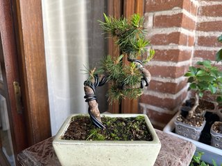 Bonsai Pino Negro Japonés -     Pinus thunbergii