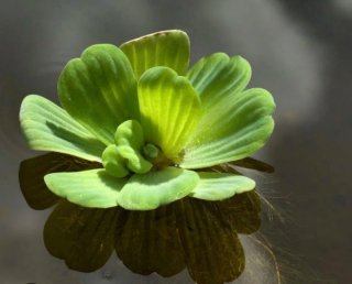 Lechuga de agua para estanque/acuario