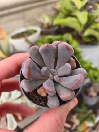 Graptoveria topsy Debbie 5.5cm