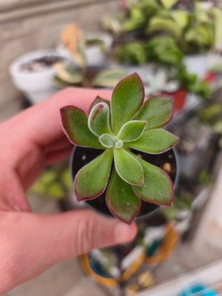 Echeveria pulvinata devotion 5.5cm