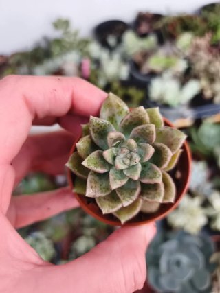 Graptoveria Melody 5.5cm