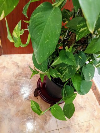 Planta Poto Gigante Natural
