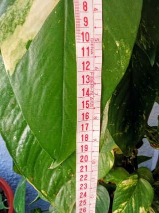 Planta Poto Gigante Natural