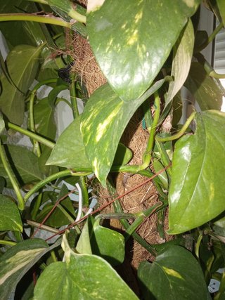 Planta Poto Gigante Natural