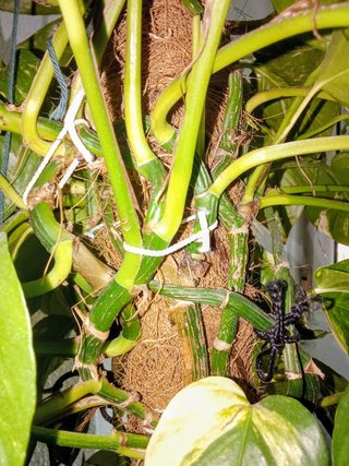Planta Poto Gigante Natural