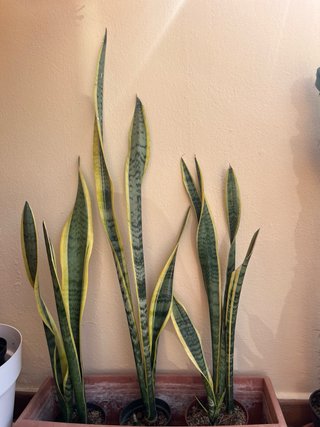 Planta Sansevieria trifasciata (Lengua de Suegra)