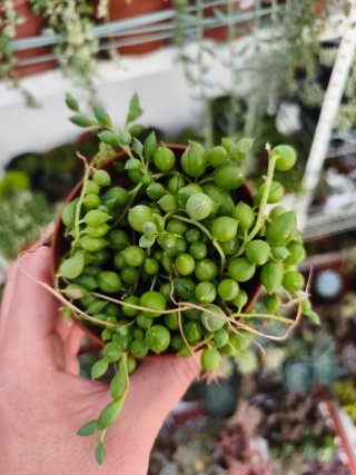 Senecio rowleyanus 8.5cm