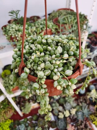 Senecio rowleyanus variegata 15cm