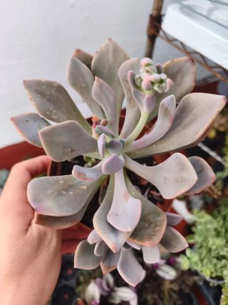 Graptoveria 13cm