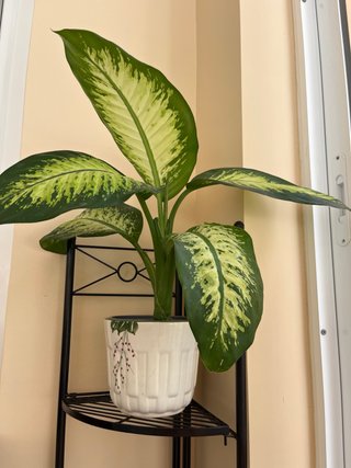 Planta diefembaquia 65cm