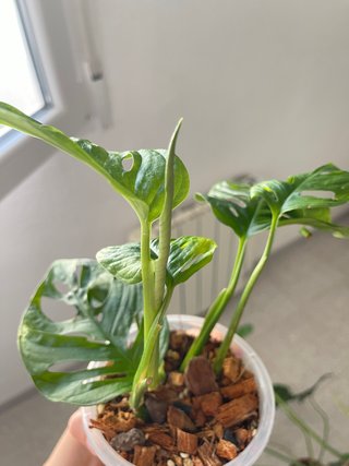 Monstera Adansonii Planta