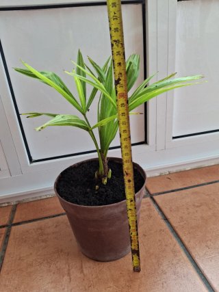 Palmera