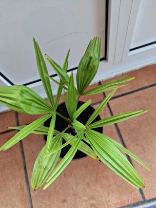 Palmera