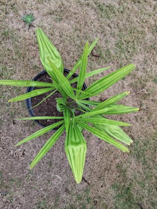 Palmera