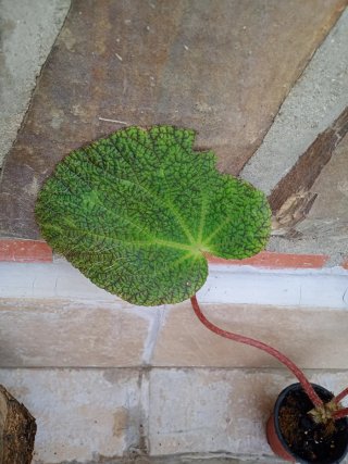 Begonia Sizemoreae