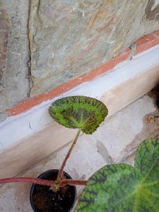 Begonia Sizemoreae