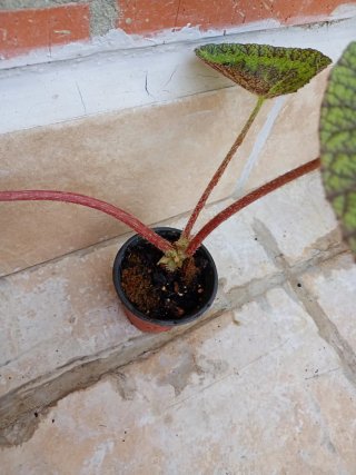 Begonia Sizemoreae