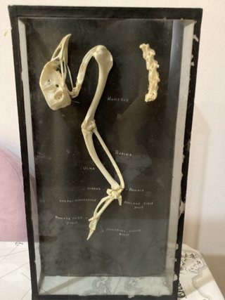 Preparado osteológico antiguo de ala ave vitrina