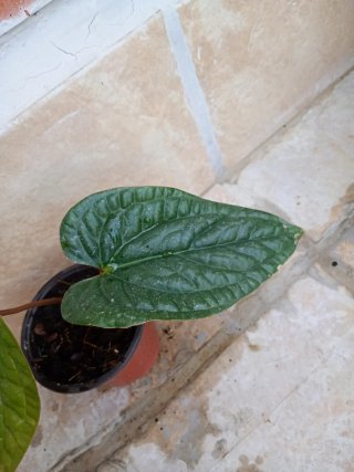 Anthurium