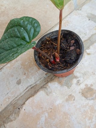 Anthurium
