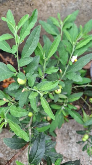 Solanum pseudocapsicum