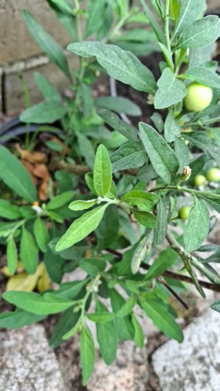 Solanum pseudocapsicum