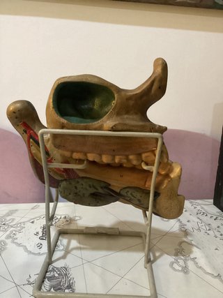 Modelo anatómico mandíbula y maxilar antiguo