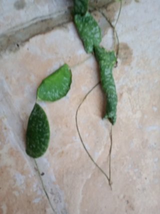Hoya imbricata