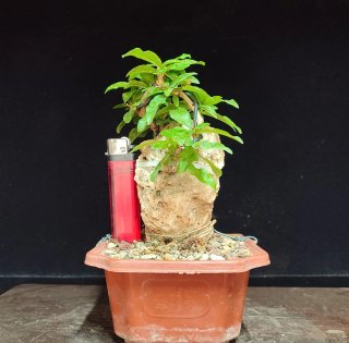 Pre bonsai Granado Nijikan