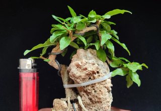 Pre bonsai Granado Nijikan