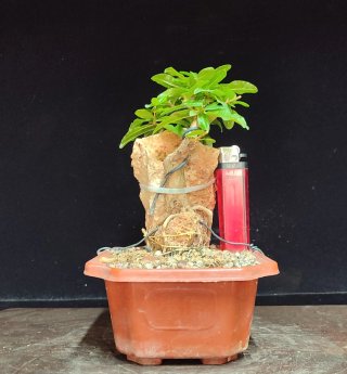 Pre bonsai Granado Nijikan