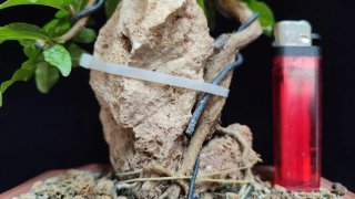 Pre bonsai Granado Nijikan