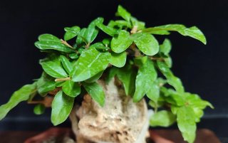 Pre bonsai Granado Nijikan