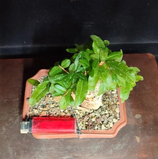 Pre bonsai Granado Nijikan