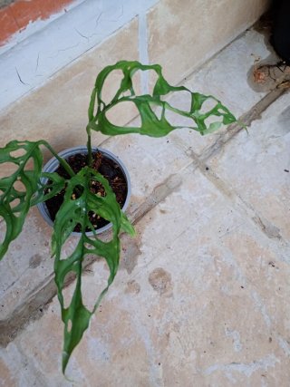 Monstera Perú