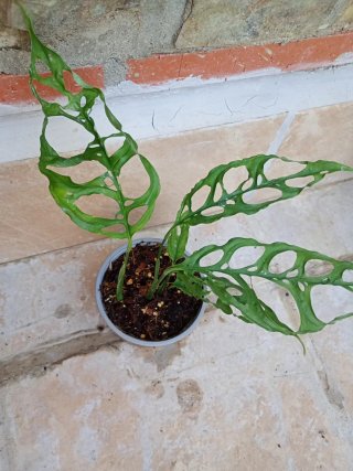 Monstera Perú