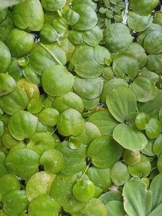50 Limnobium Laevigatum - Planta acuática flotante