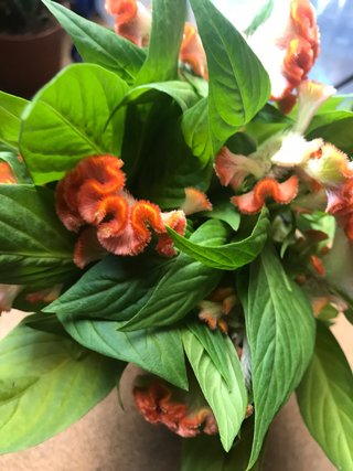 Celosia Cristata Planta