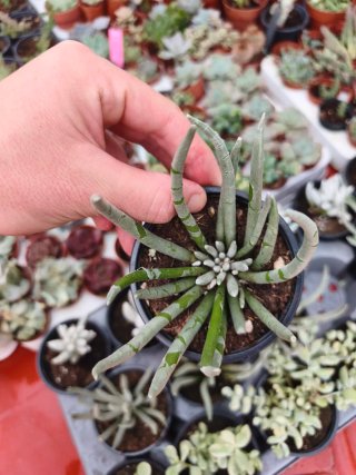 Senecio seaposus 9cm