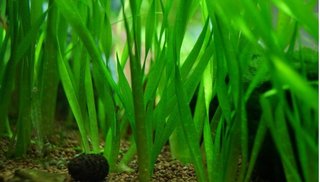 Vallisneria Nana - Planta Acuario Natural