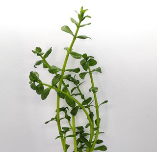 Planta Natural Bacopa Monnieri Acuarios