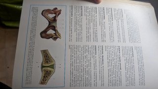 Enciclopedia Salvat medicina con ilustraciones