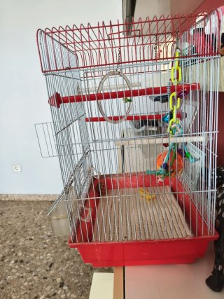 Jaula grande para pájaros con juguetes