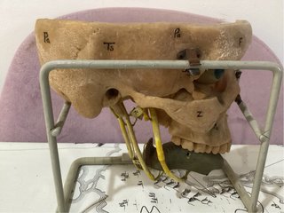 Modelo anatómico cabeza humana seccionada